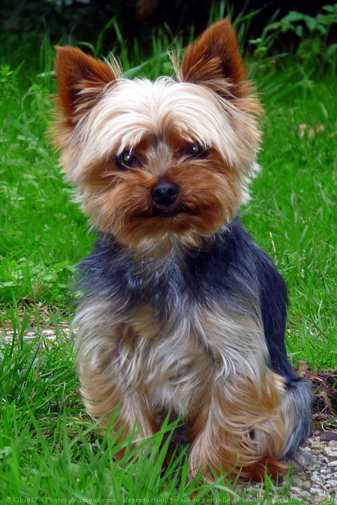 Photo de Yorkshire terrier