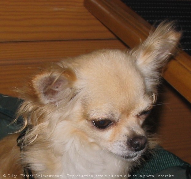 Photo de Chihuahua  poil long