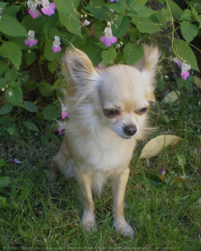 Photo de Chihuahua  poil long