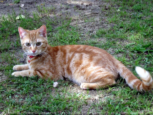 Photo de Chat domestique