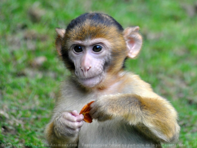 Photo De Singe Magot Bebe Magot N Sur Photos Animaux Com