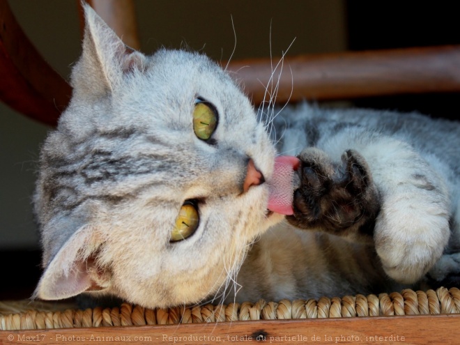 Photo de Selkirk rex poil court