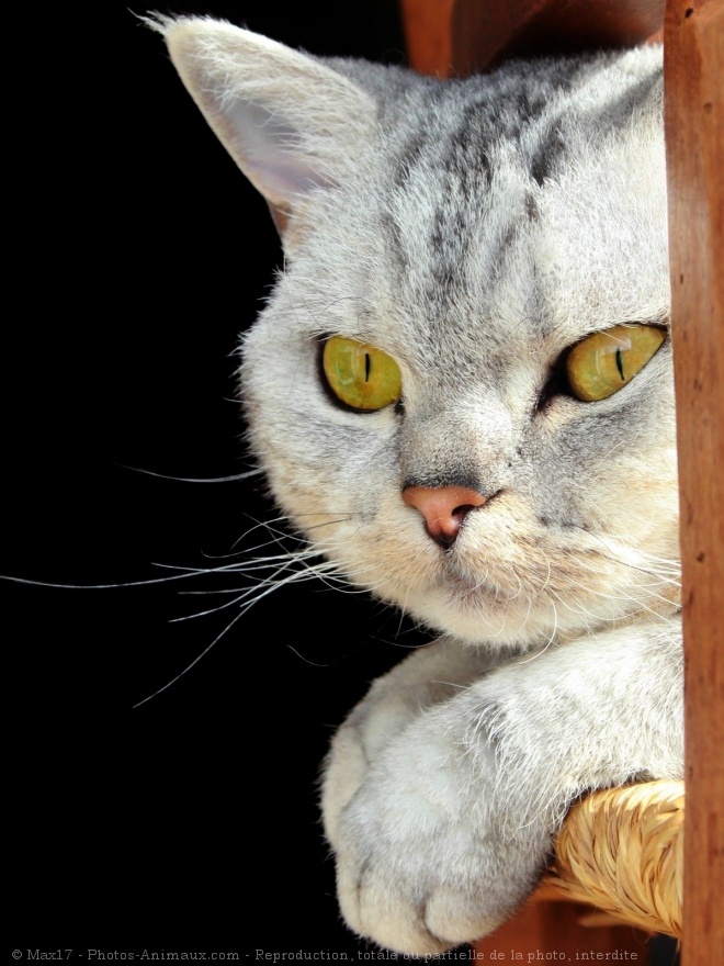 Photo de Selkirk rex poil court