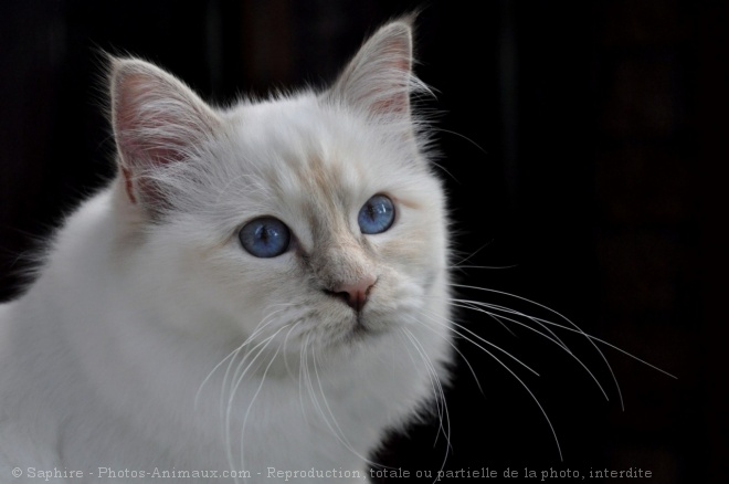 Photo de Sacr de birmanie