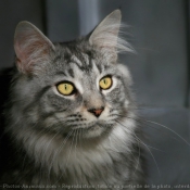 Photo de Maine coon