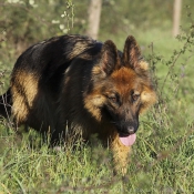 Photo de Berger allemand  poil court