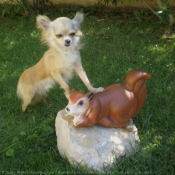 Photo de Chihuahua  poil long