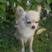 Photo de Chihuahua  poil long