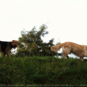 Photo d'Airedale terrier