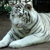 Photo de Tigre