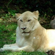 Photo de Lion