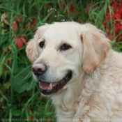 Photo de Golden retriever