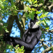 Photo de Singe - gibbon