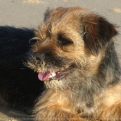 Photo de Border terrier