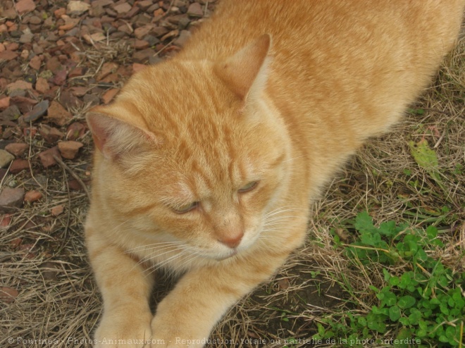 Photo de Chat domestique