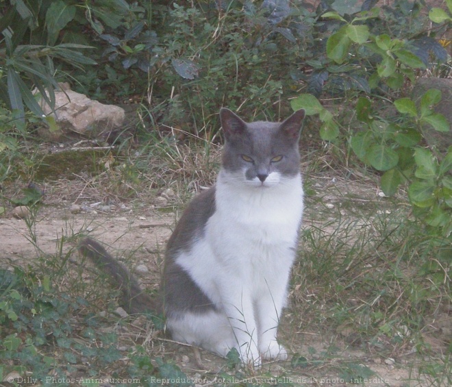 Photo de Chat domestique