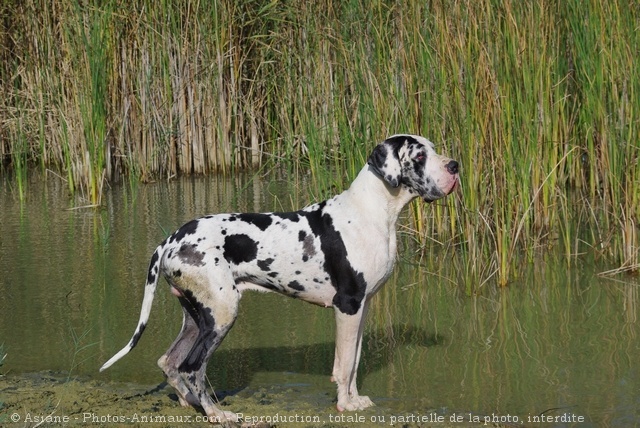 Photo de Dogue allemand