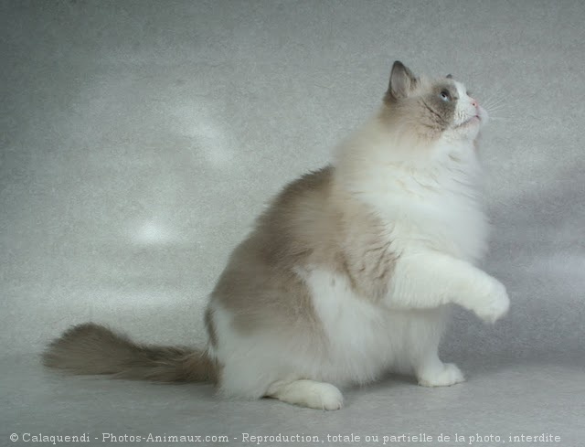 Photo de Ragdoll