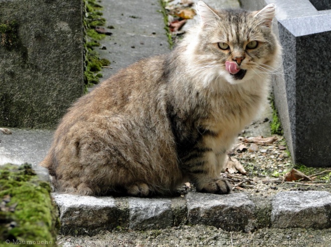 Photo de Chat domestique