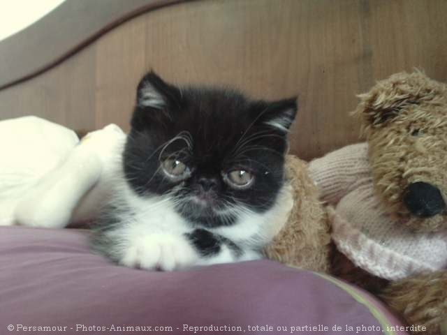 Photo d'Exotic shorthair