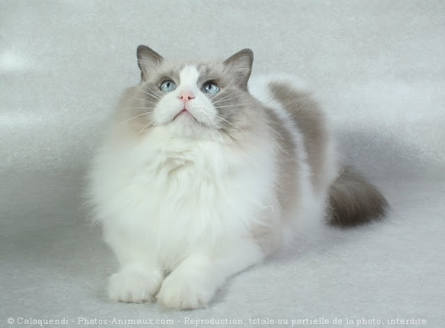 Photo de Ragdoll