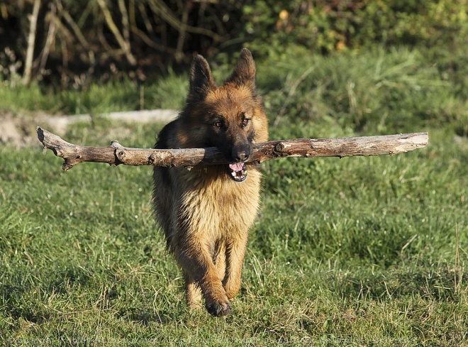 Photo de Berger allemand  poil court