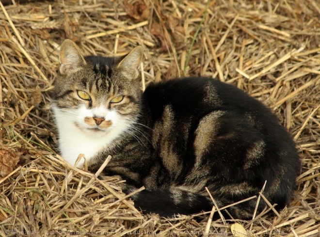 Photo de Chat domestique