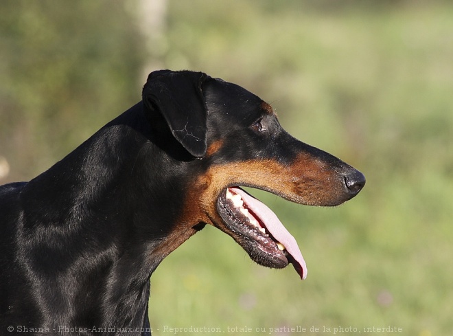 Photo de Dobermann