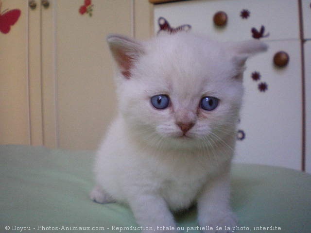 Photo de British shorthair