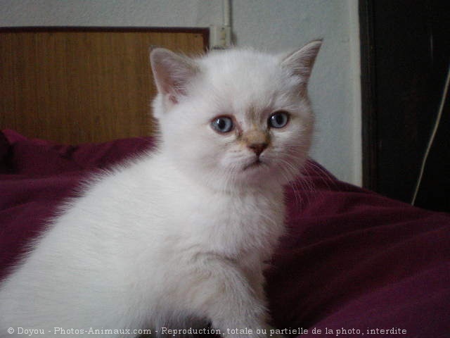 Photo de British shorthair