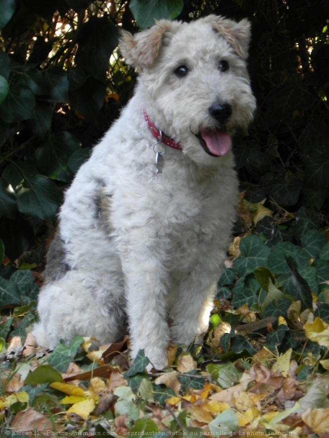 Photo de Fox terrier  poil dur