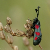 Photo de Papillon