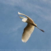 Photo d'Aigrette