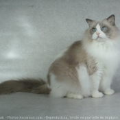 Photo de Ragdoll