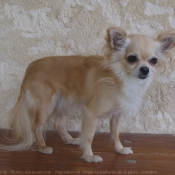 Photo de Chihuahua  poil long