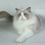 Photo de Ragdoll