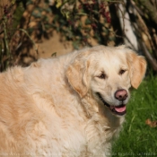 Photo de Golden retriever