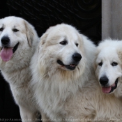 Photo de Chien de montagne des pyrnes