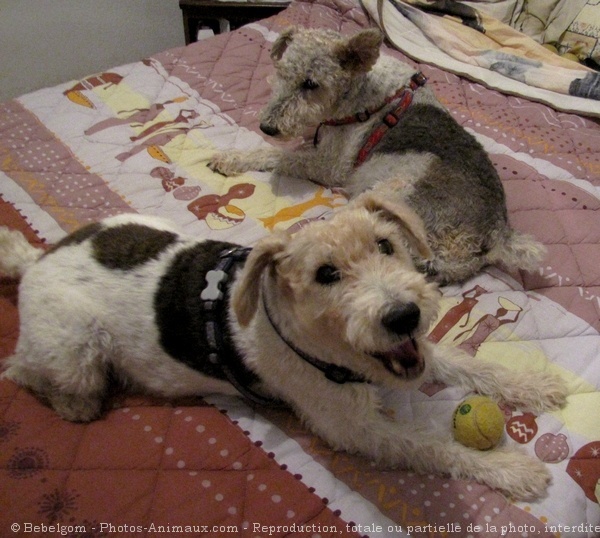 Photo de Fox terrier  poil dur