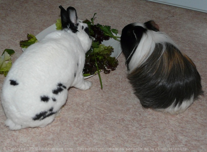 Photo de Races diffrentes