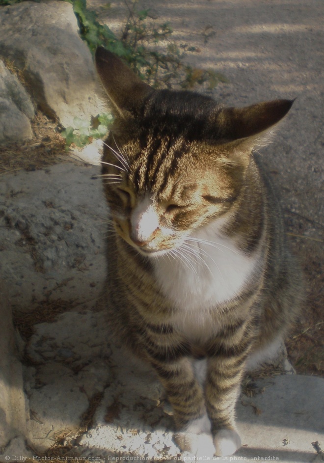 Photo de Chat domestique