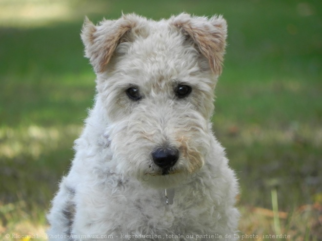 Photo de Fox terrier  poil dur