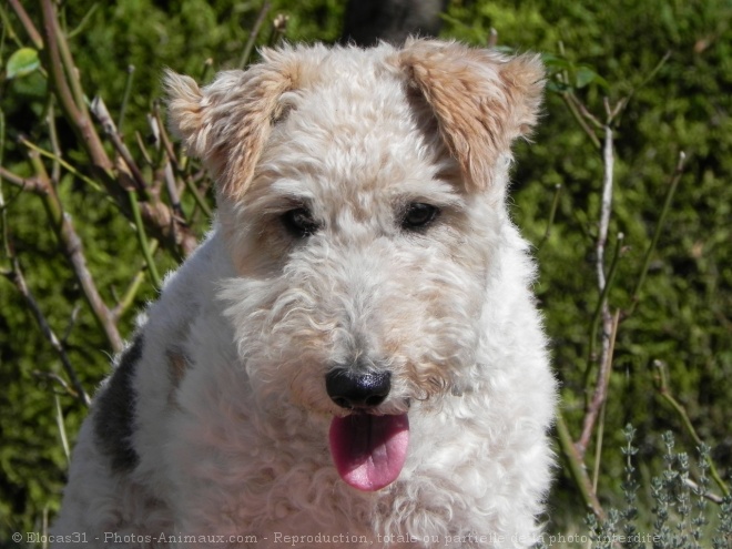 Photo de Fox terrier  poil dur