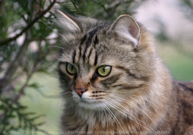 Photo de Chat domestique