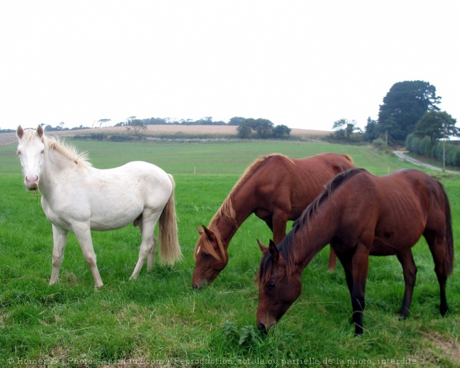 Photo de Races diffrentes