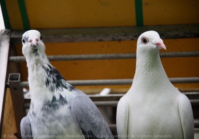 Photo de Pigeon