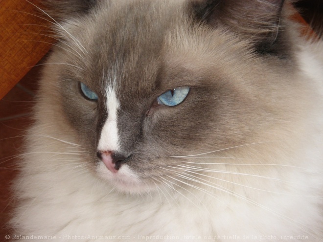 Photo de Ragdoll