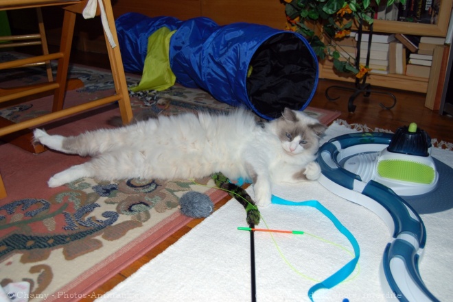 Photo de Ragdoll