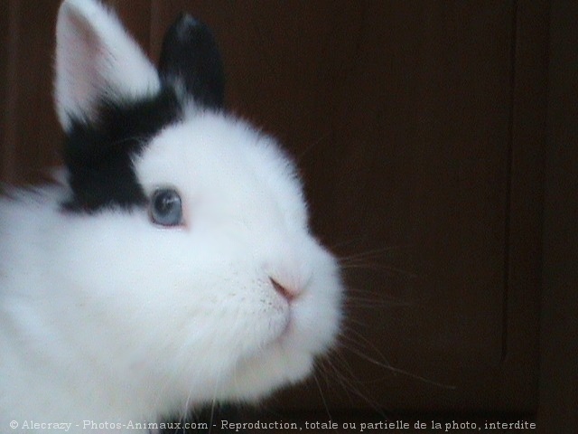 Photo de Lapin