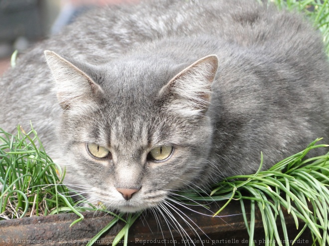 Photo de Chat domestique